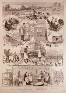 De Grote Eivraag: Schetsen op een Pluimveeboerderij, uit The Illustrated London News, 2 april 1887 door English School